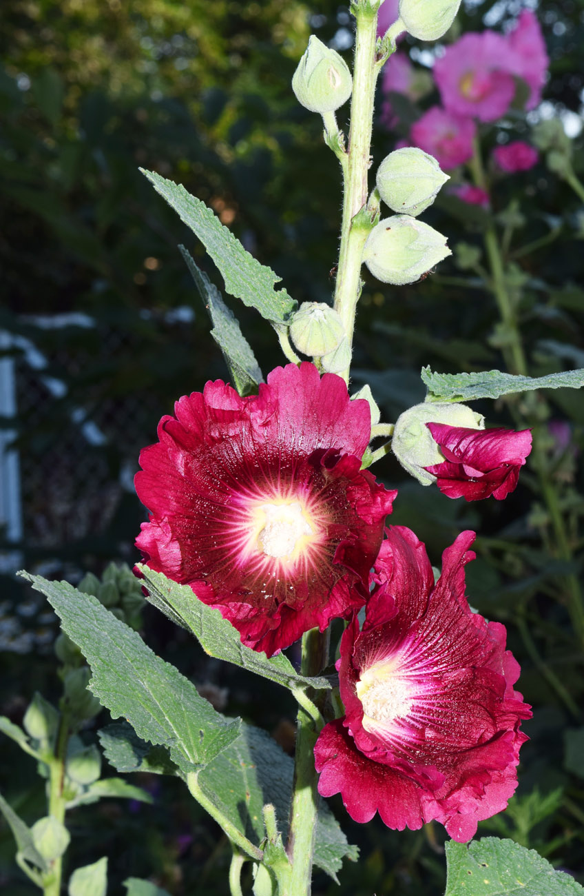 Image of Alcea rosea specimen.