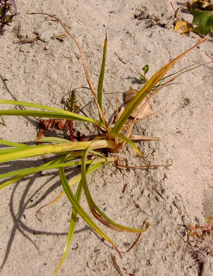 Изображение особи Cyperus glomeratus.