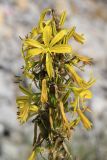 Asphodeline lutea