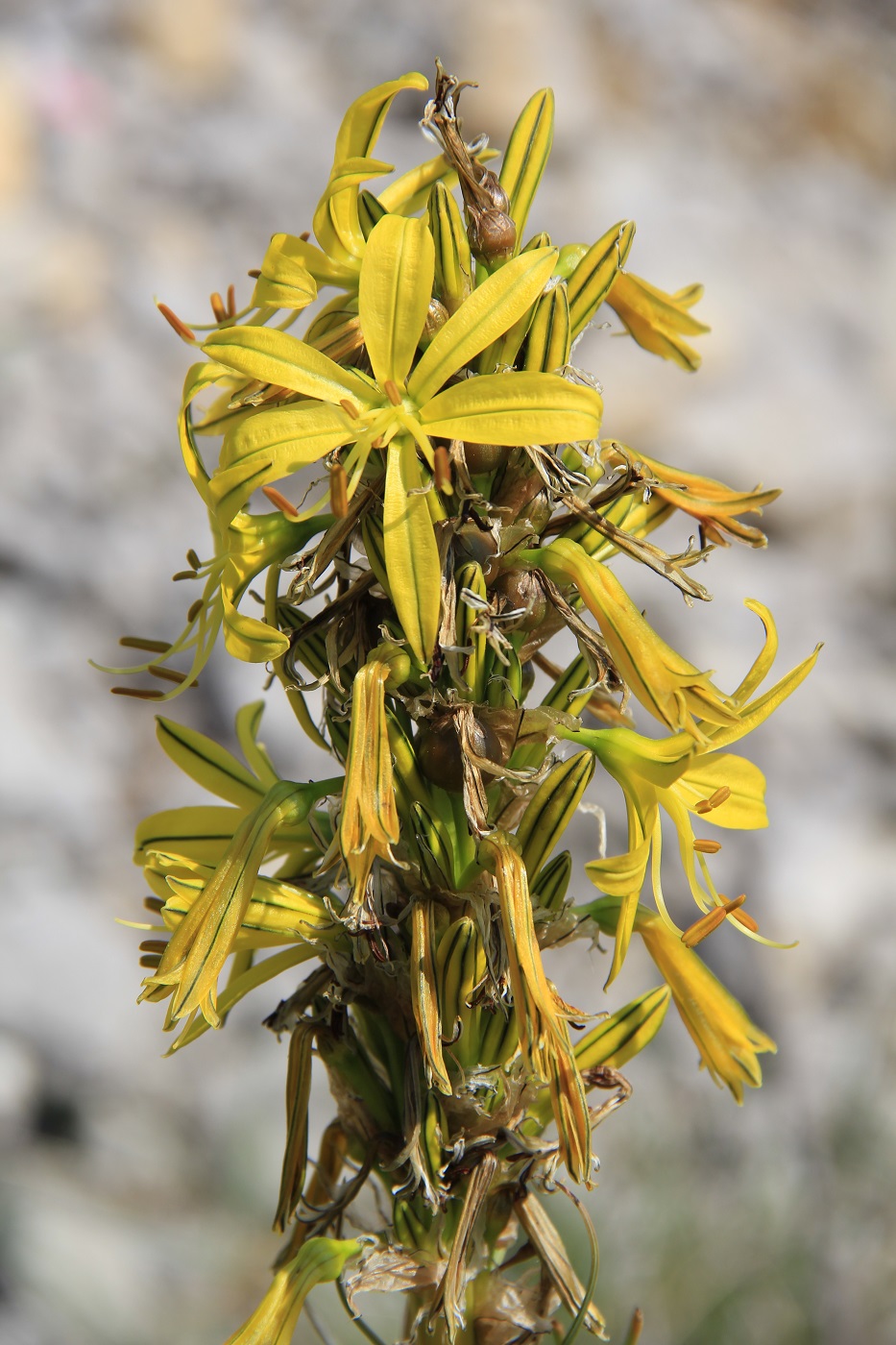 Изображение особи Asphodeline lutea.