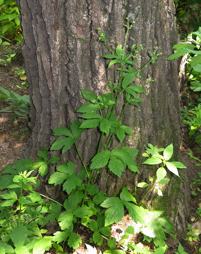 Image of Sanicula chinensis specimen.