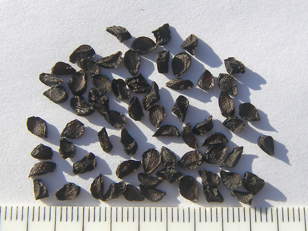Image of Galtonia candicans specimen.