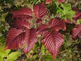 Rubus arcticus