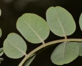 Sophora tomentosa