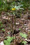 Ranunculus propinquus