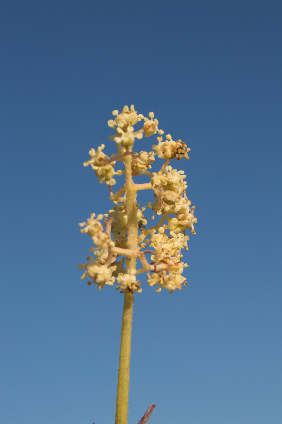 Image of Sambucus racemosa specimen.