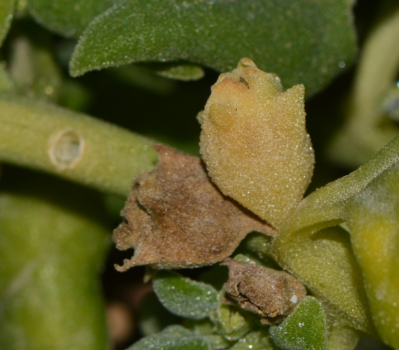 Image of Tetragonia tetragonoides specimen.