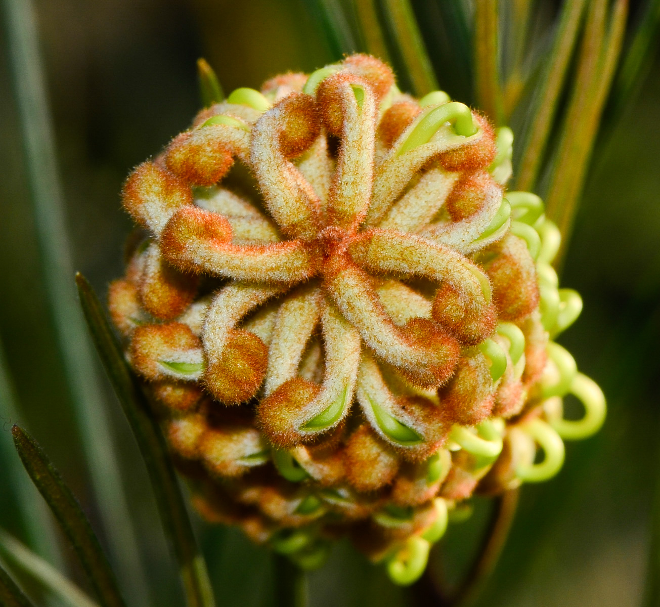 Изображение особи Grevillea hodgei.