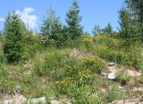 Tanacetum vulgare