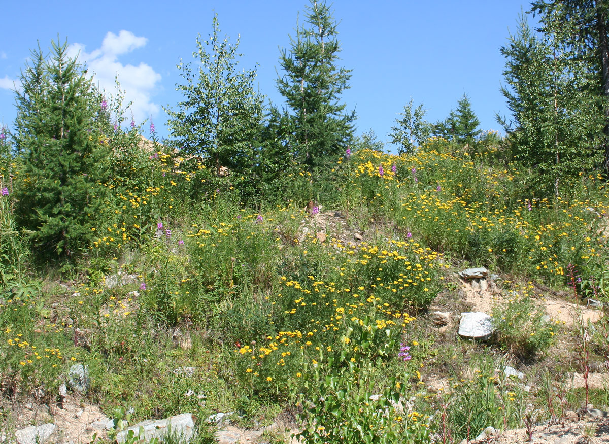 Изображение особи Tanacetum vulgare.