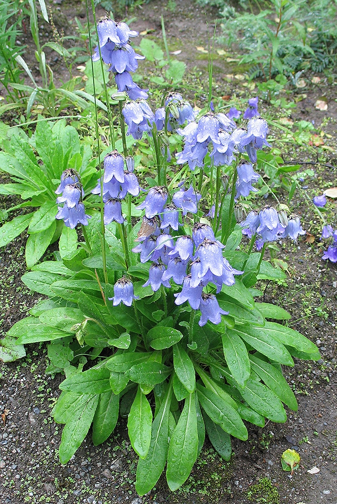 Image of Campanula barbata specimen.