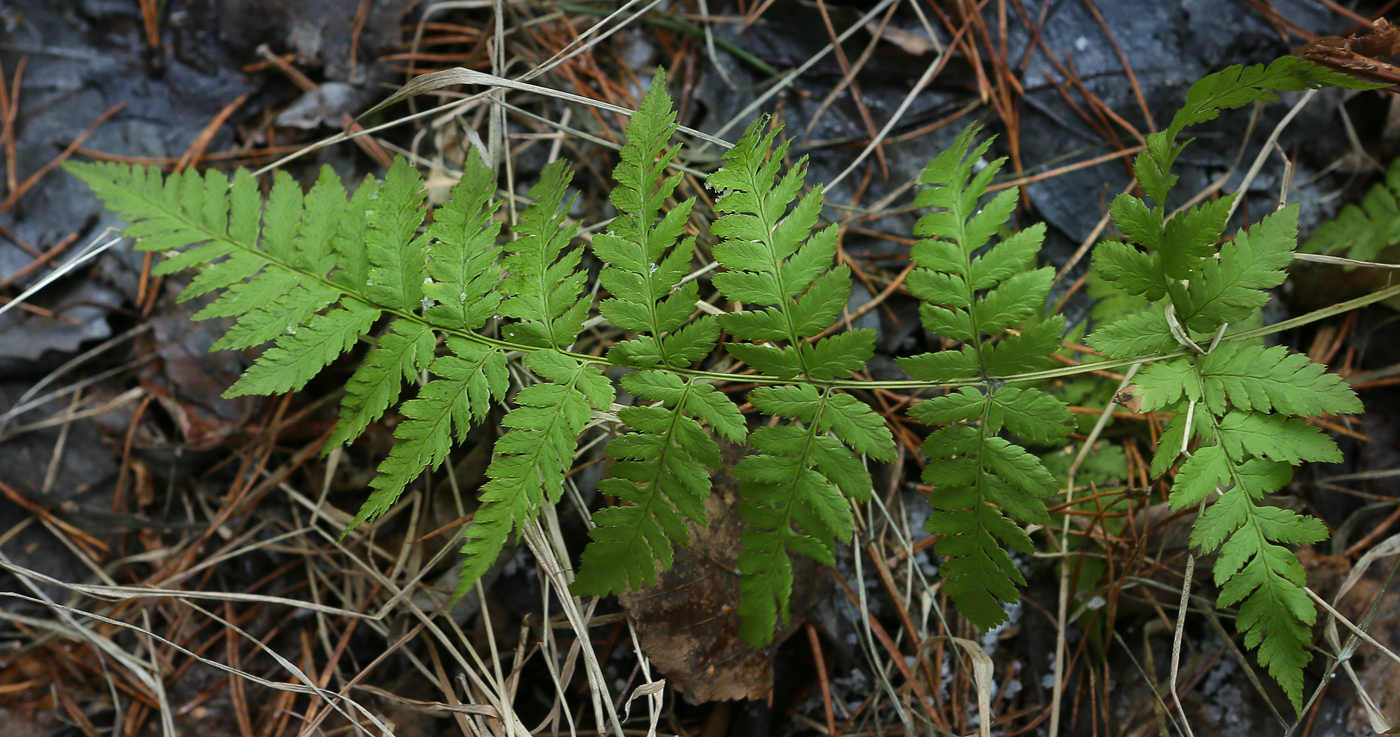 Изображение особи Dryopteris carthusiana.