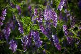 Vicia varia