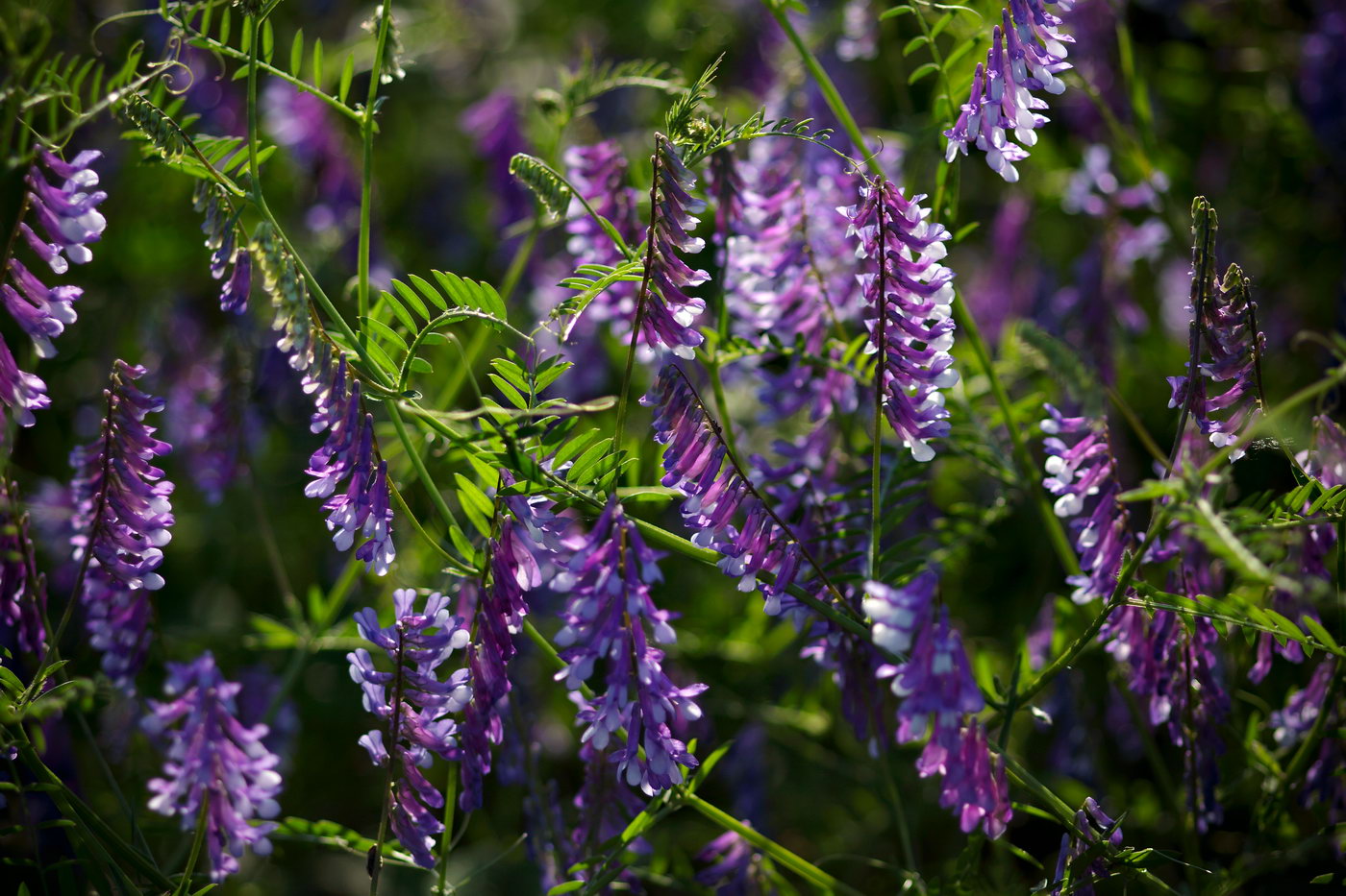 Image of Vicia varia specimen.