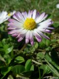Bellis perennis