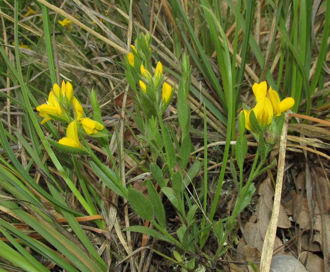 Image of Genista humifusa specimen.