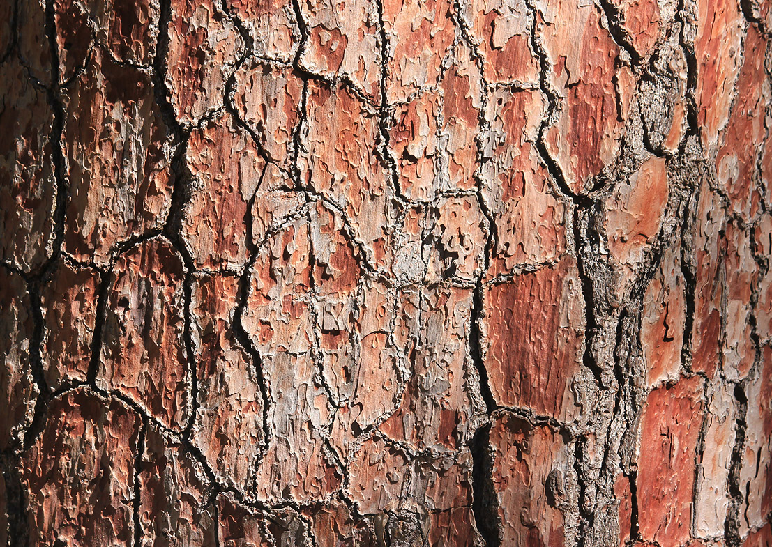 Image of Pinus pinaster specimen.