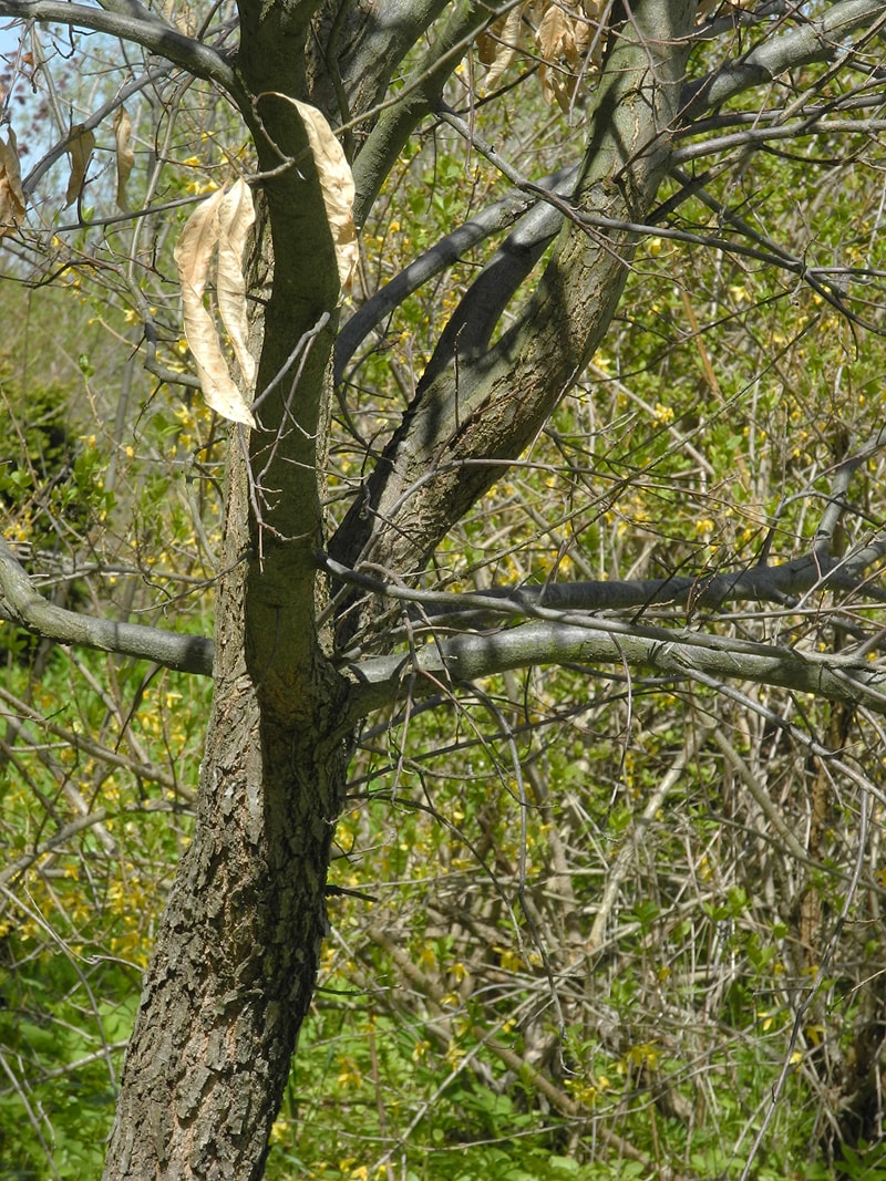 Изображение особи Quercus imbricaria.