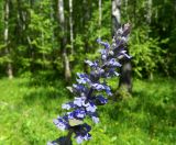 Ajuga reptans