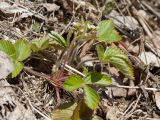 Fragaria vesca. Цветущее растение. Ленинградская обл., Кировский р-н, окр. с. Путилово, заброшенный известняковый карьер, задернованная каменная россыпь. 14.05.2017.