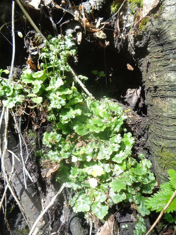 Image of Marchantia polymorpha specimen.