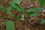 Convallaria majalis