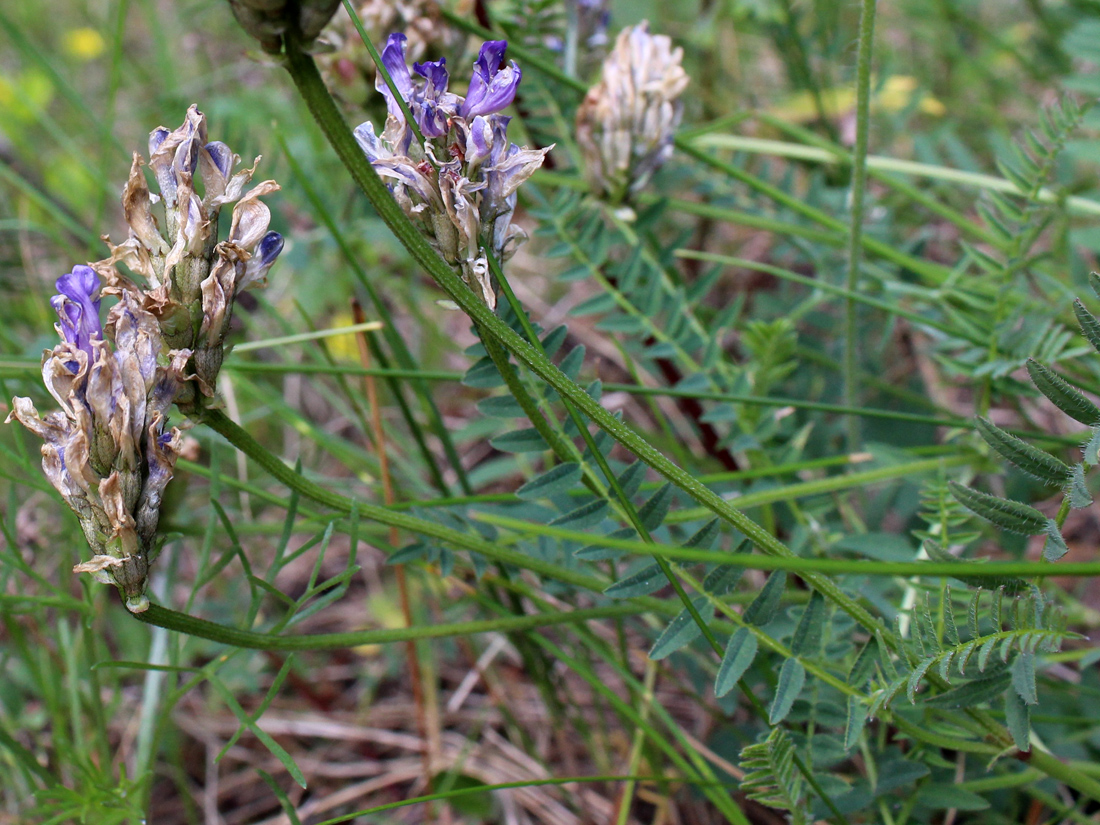 Изображение особи Astragalus danicus.