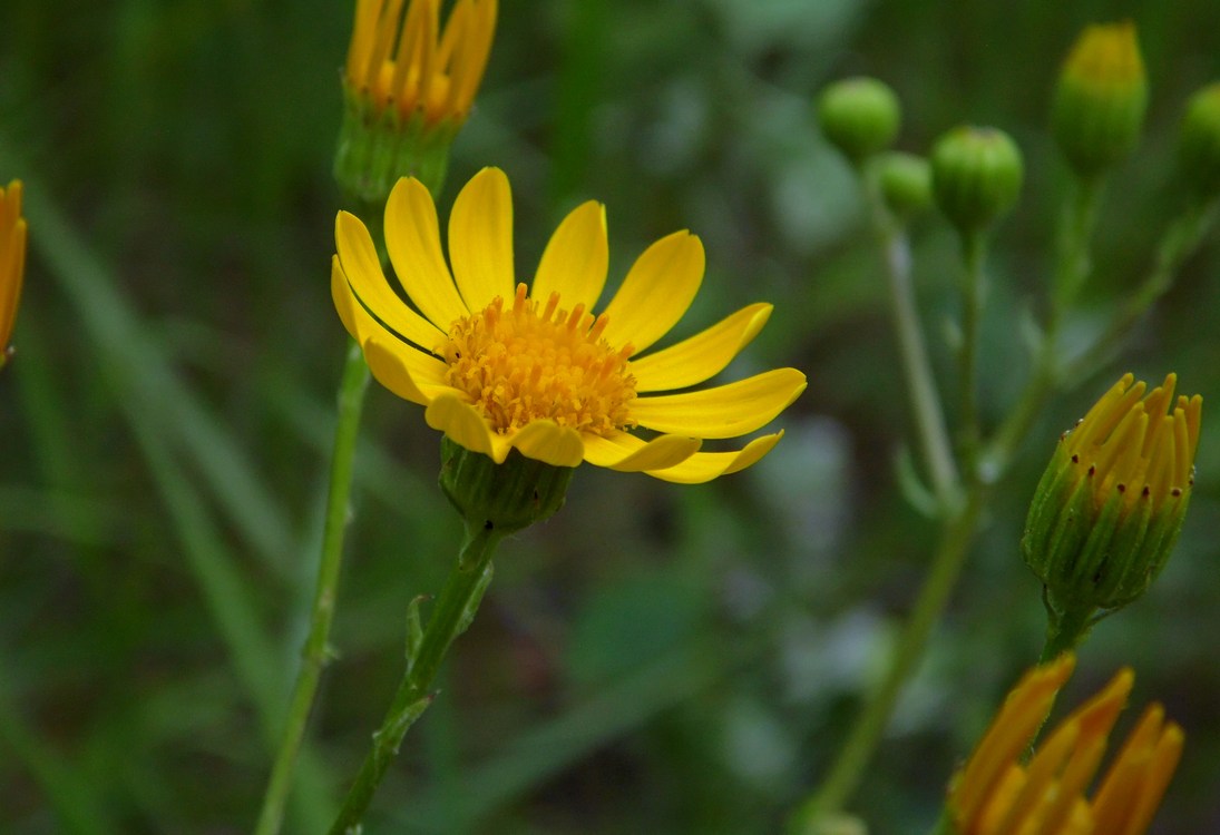 Image of Senecio jacobaea specimen.