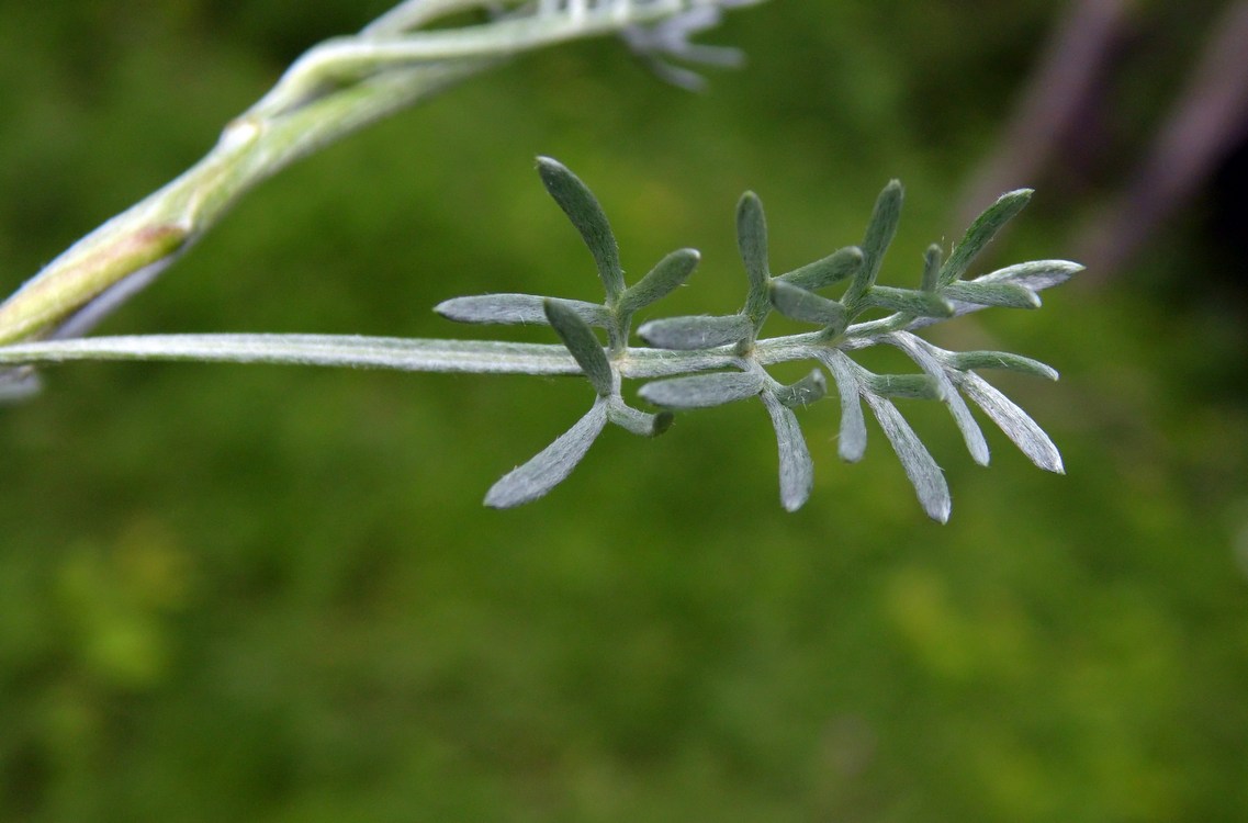 Image of Anthemis marschalliana ssp. pectinata specimen.
