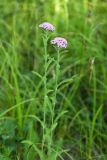 Achillea asiatica. Верхушки цветущих побегов. Приморский край, окр. пгт Ольга, долина р. Ольга вблизи устья, на лугу. 06.07.2017.