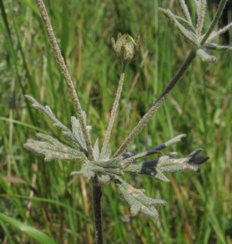 Image of Potentilla impolita specimen.