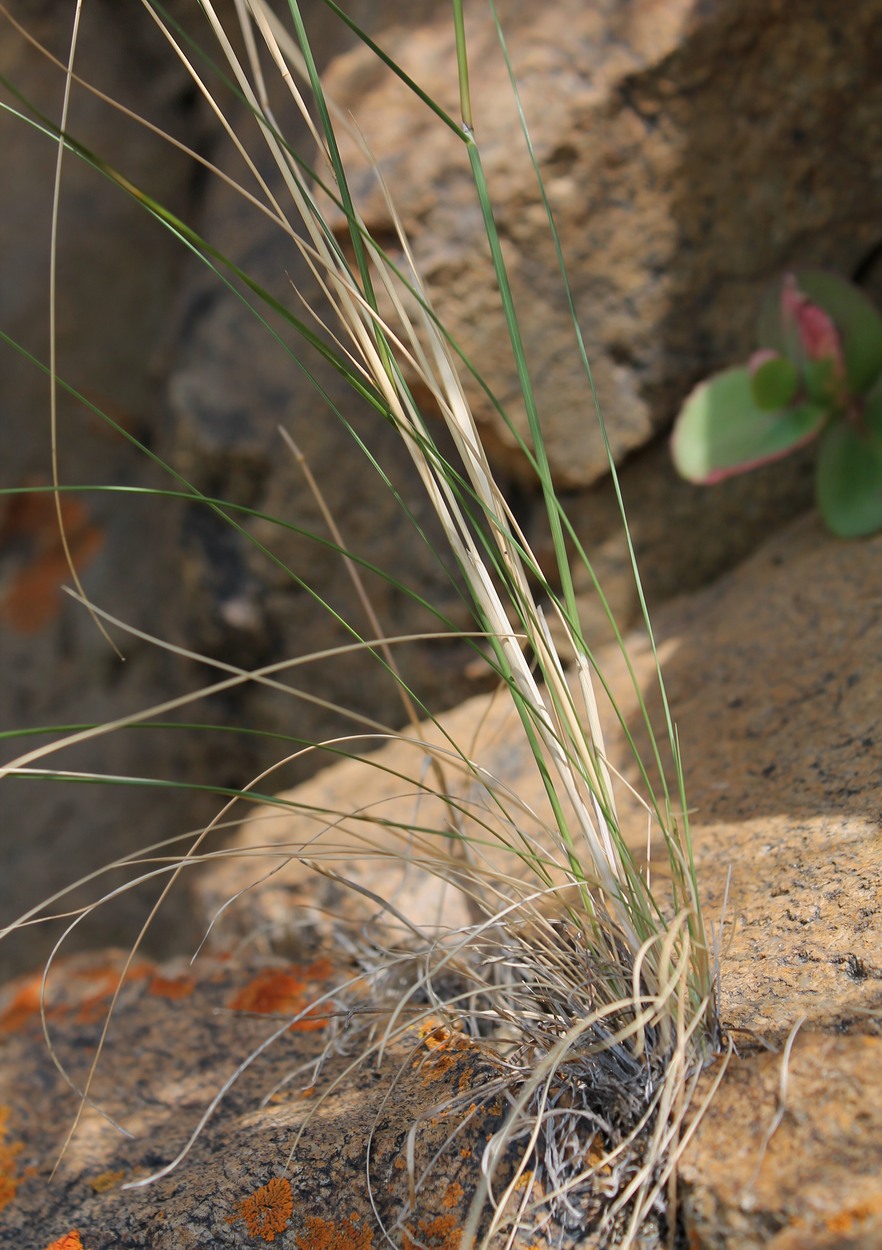 Image of genus Stipa specimen.