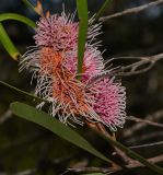 Hakea multilineata