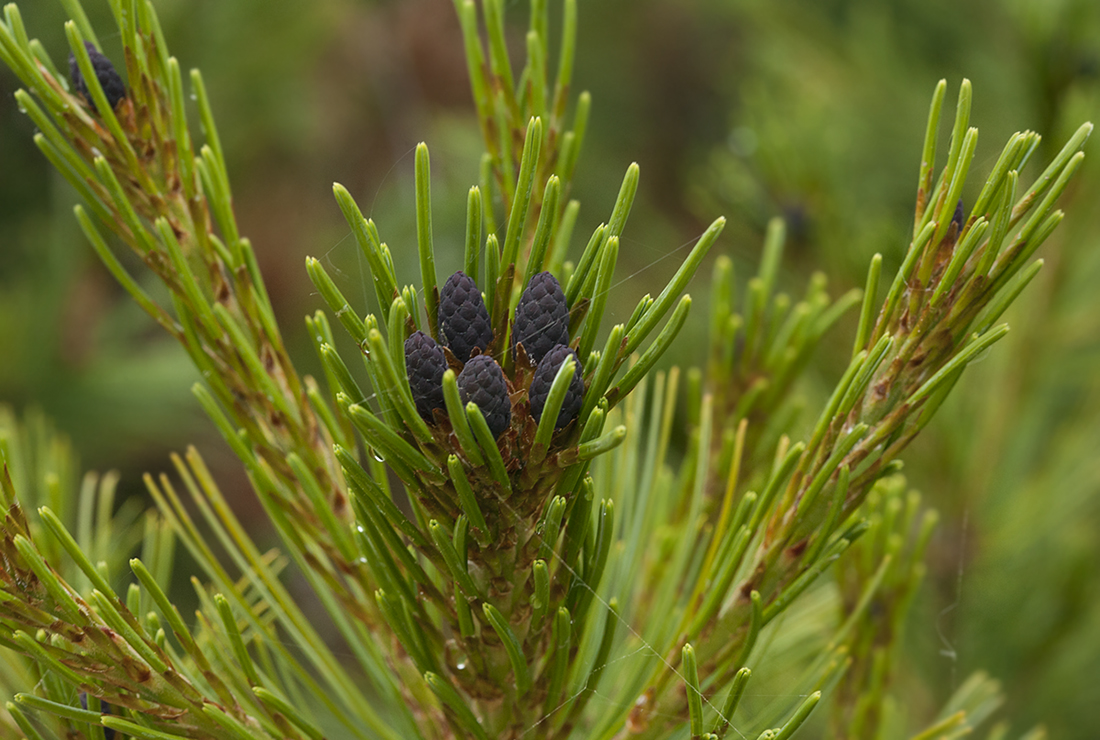 Image of Pinus pumila specimen.