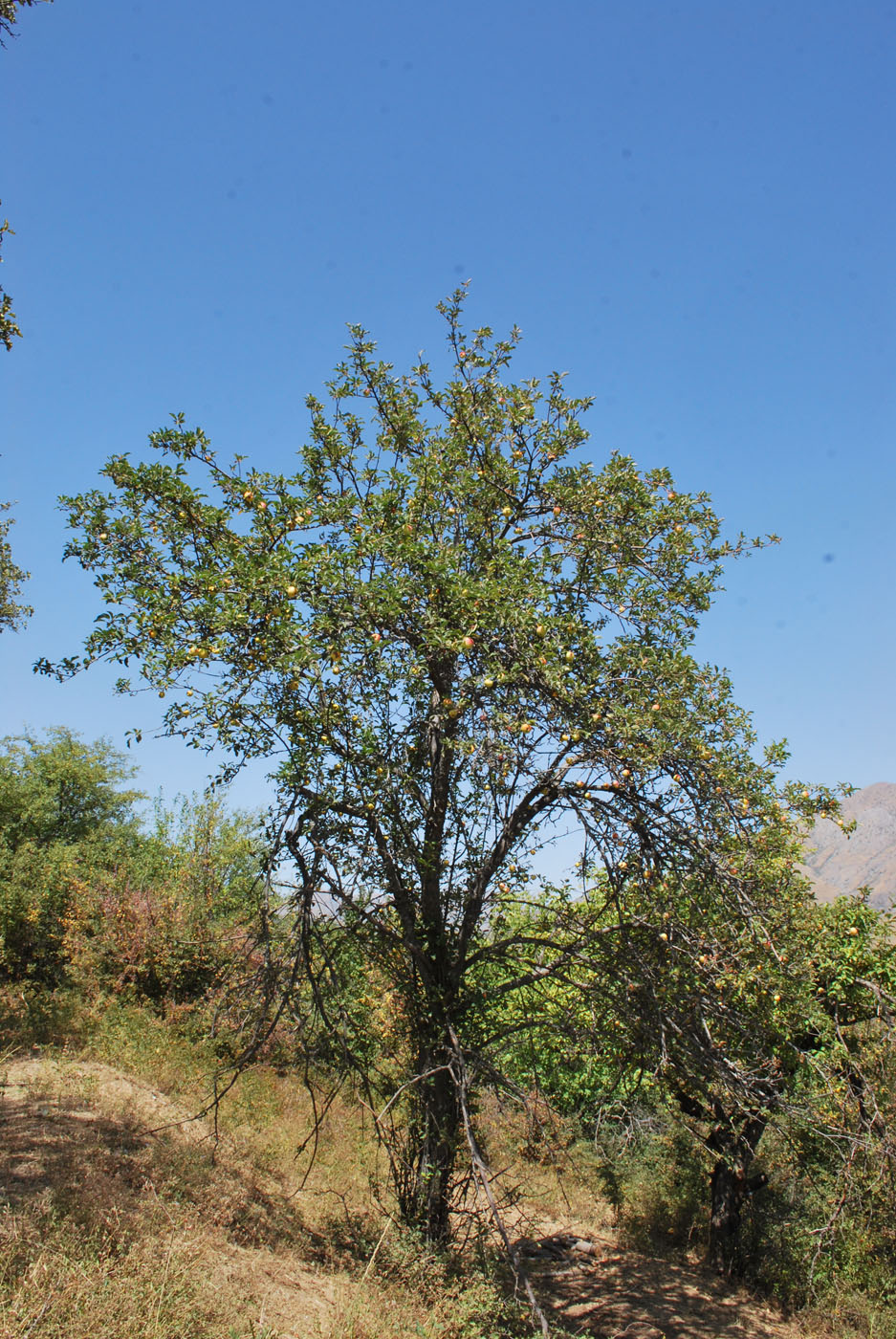 Image of Malus sieversii specimen.