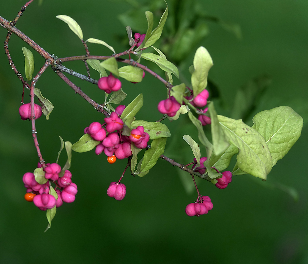 Изображение особи Euonymus europaeus.