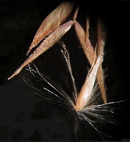 Изображение особи Calamagrostis angustifolia.