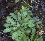 Arabidopsis arenosa