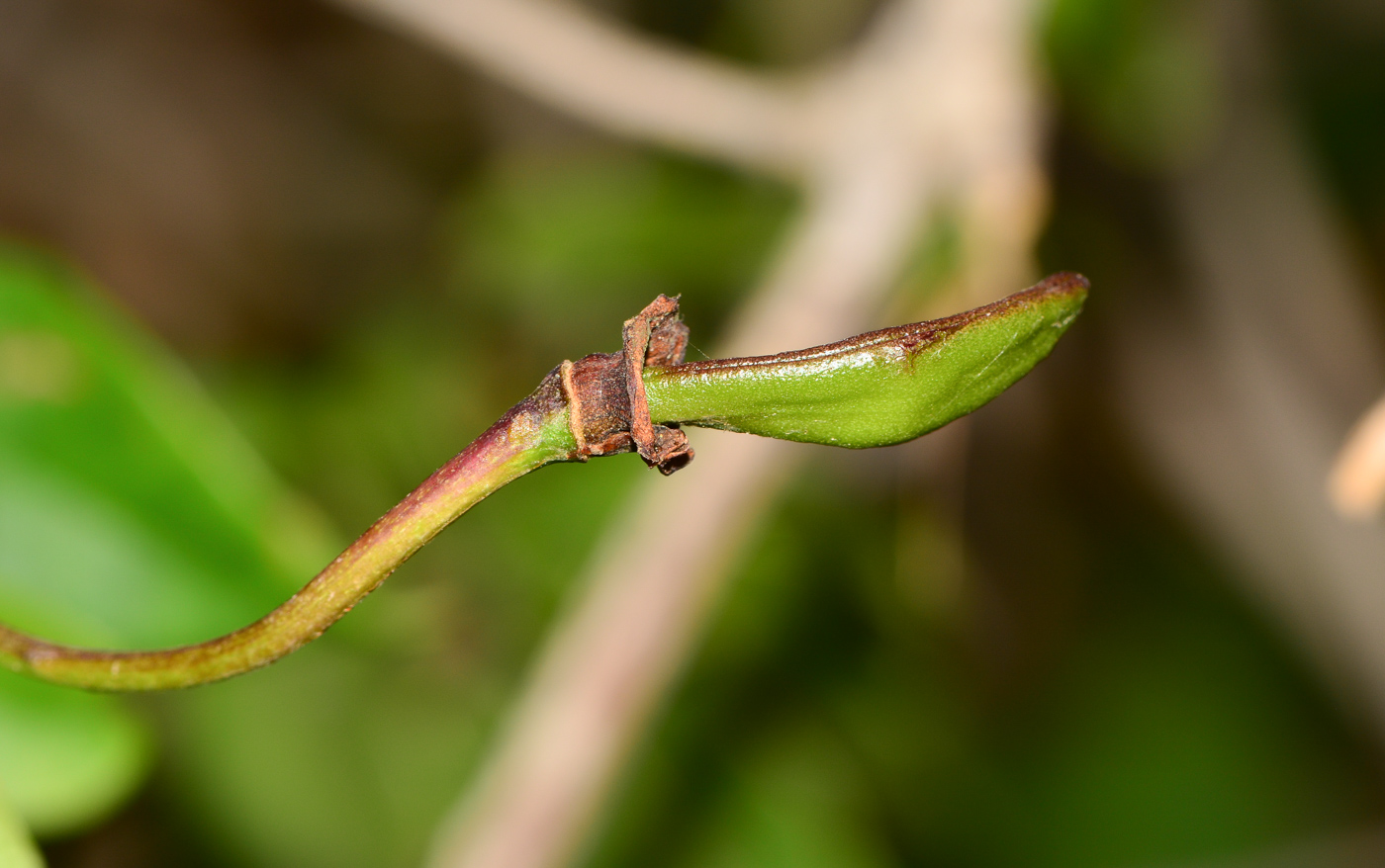 Image of Bignonia capreolata specimen.