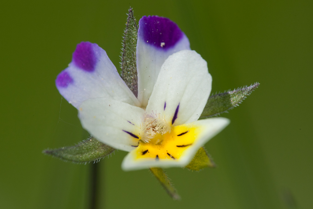 Image of Viola &times; contempta specimen.