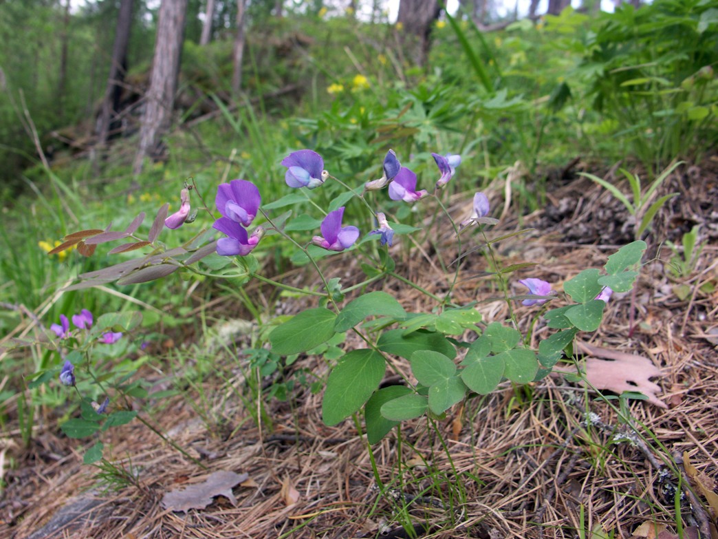 Изображение особи Lathyrus humilis.