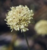 Cephalaria coriacea. Соцветие. Крым, городской округ Ялта, Ай-Петринская яйла, каменистый склон. 14.08.2017.