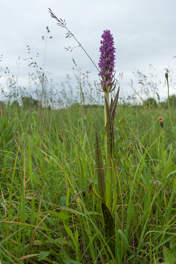 Изображение особи Dactylorhiza incarnata.