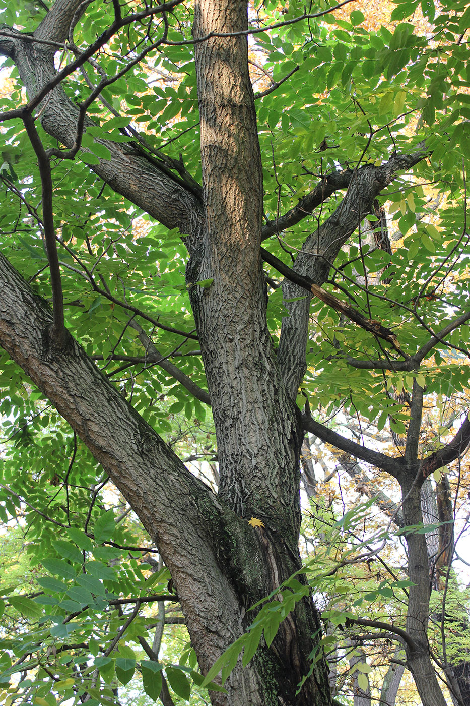 Image of Juglans ailanthifolia var. cordiformis specimen.