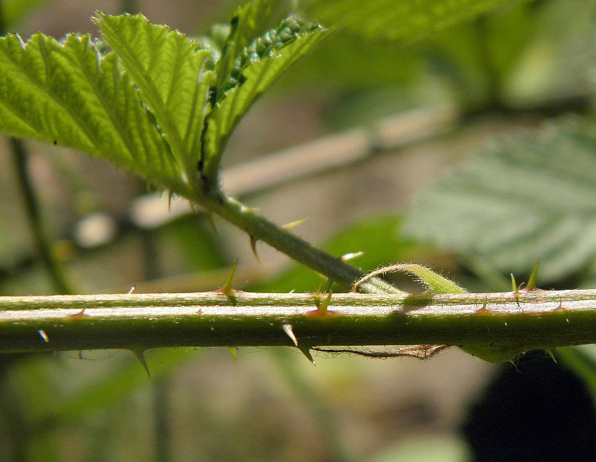 Image of Rubus canescens specimen.