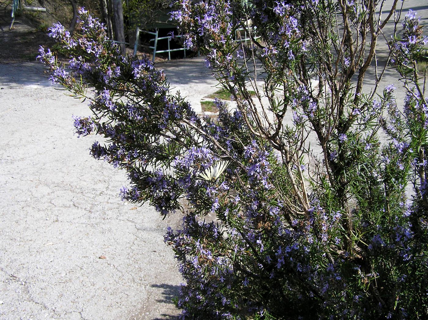 Изображение особи Rosmarinus officinalis.