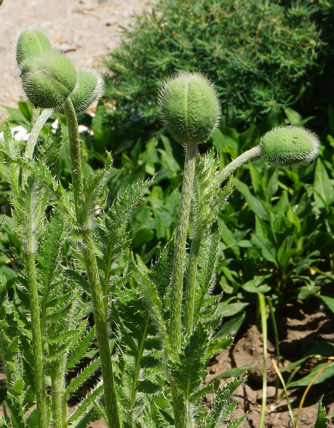 Изображение особи Papaver orientale.