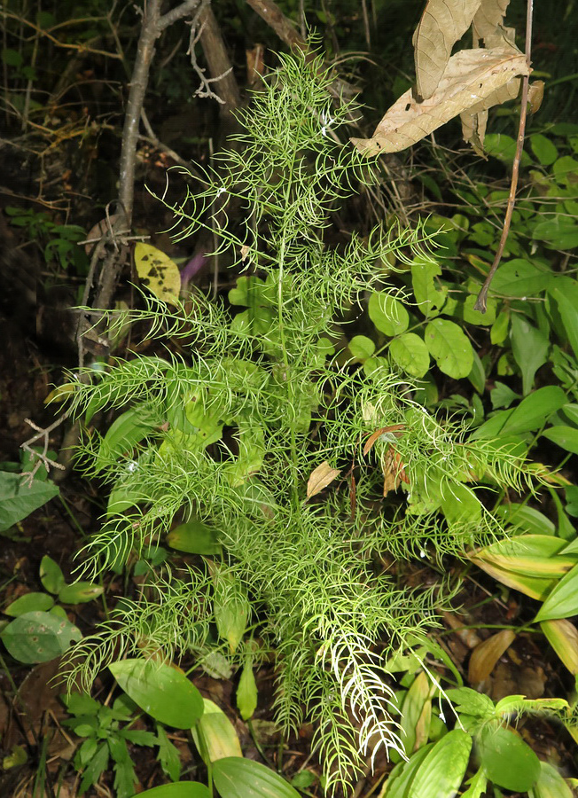 Изображение особи Asparagus schoberioides.