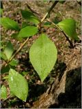 Populus &times; sibirica