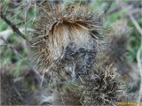 Cirsium vulgare. Соплодие. Украина, г. Николаев, Заводской р-н, парк \"Лески\", опушка соснового леса. 28.12.2017.